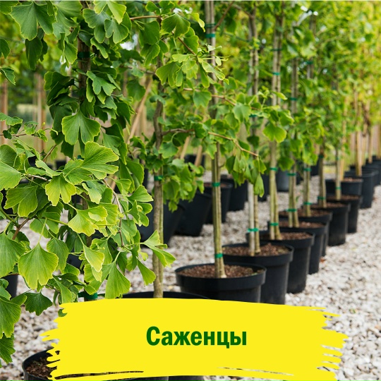 Саженцы деревьев в горшках
